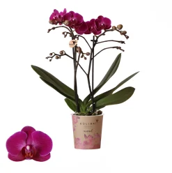 Phalaenopsis 2 tak 'moreli' paars