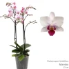 Phalaenopsis mambo 2 bloemstelen