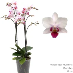 Phalaenopsis mambo 2 bloemstelen