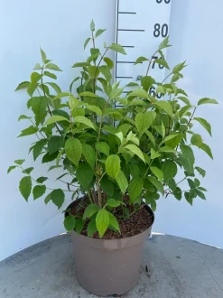 Philadelphus Virginal ( Boerenjasmijn )