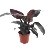 Philodendron Black Cardinal