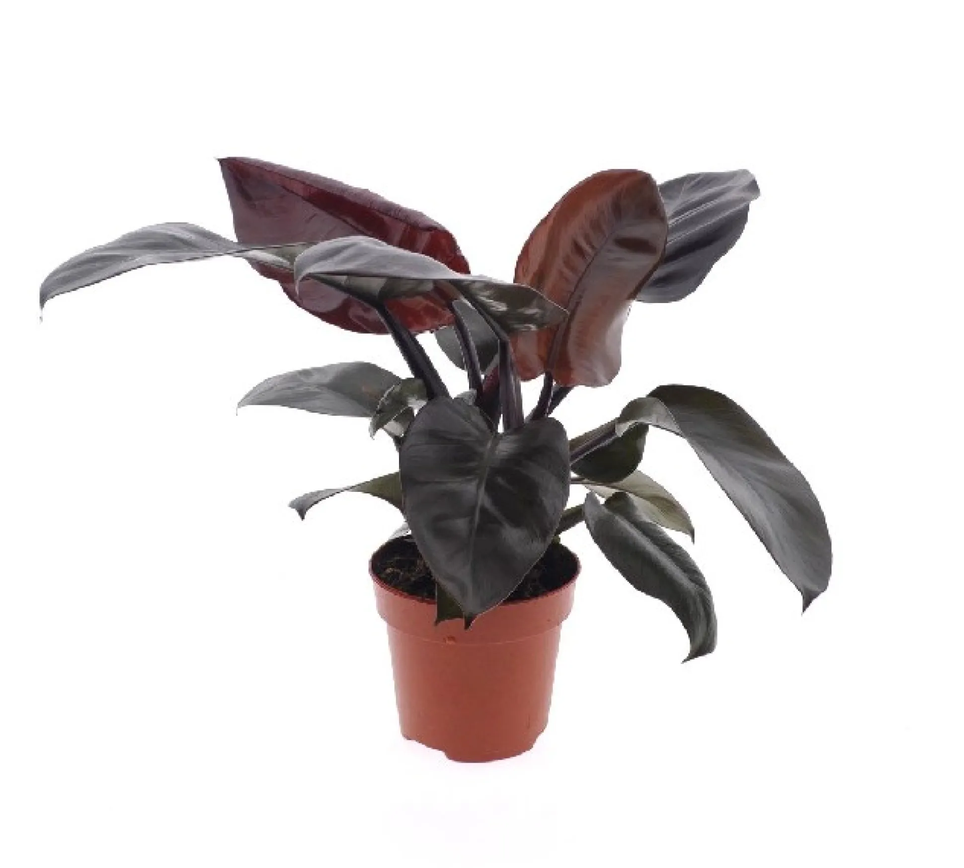 Philodendron Black Cardinal