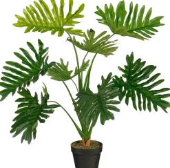 Philodendron in pot