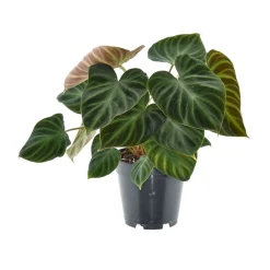 Philodendron Verrucos Incensi