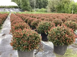 Photinia fraseri Little Red Robin