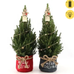 Picea glauca Duo Star ( Kerstboom )