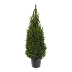 Picea glauca 'Perfecta'