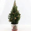 Picea glauca Sanders Pine ( Kerstboom )