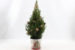 Picea glauca Sanders Pine ( Kerstboom )