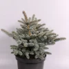 Picea pungens Glauca Globosa ( Blauwspar )
