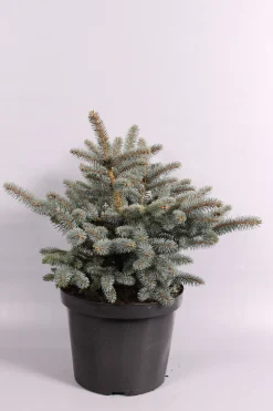 Picea pungens Glauca Globosa ( Blauwspar )