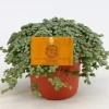 Pilea Glauca