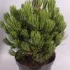 Pinus heldreichii Compact ( Bosnische Pijnboom )