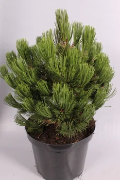 Pinus heldreichii Compact ( Bosnische Pijnboom )