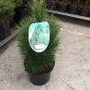 Pinus nigra Green Tower ( Zwarte den of Oostenrijkse den )