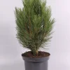 Pinus nigra Pyramidalis ( Zwarte den )