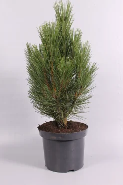 Pinus nigra Pyramidalis ( Zwarte den )