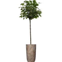 Planter paardebloem beton goud 21x21x40cm