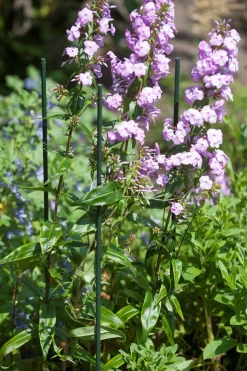 Plantstok d8mmh60cm groen