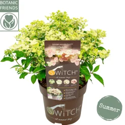Pluimhortensia switch ophelia p19 h45