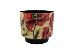 Pot camelia poppy d22 h20