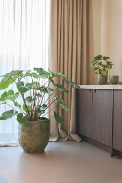 POT D44 ARRAY GRASGR