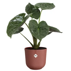 Pot jazz rond 26cm toscaans rood