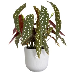 Pot jazz rond 16cm zijdewit