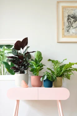 Pot vibes fold 14cm delicate roze