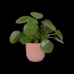 Pot vibes fold 25cm delicate roze