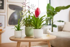 Pot vibes fold 16cm sorbet green