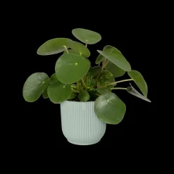 Pot vibes fold 18cm sorbet green