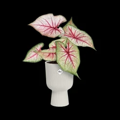 Pot vibes fold coupe 14cm zijdewit