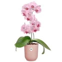 Pot Vibes fold orchidee