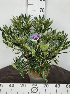 Rhododendron hybride 40-50 cm in p23