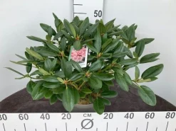 Rhododendron hybride 40-50 cm in p23