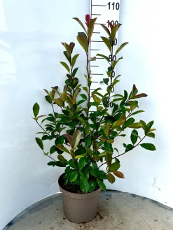 Rode glansmispel 'red robin' p29