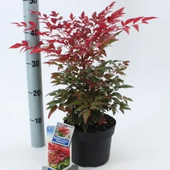 Rode hemelse bamboe Obsessed (Hemelse Bamboe of Schijnbamboe)