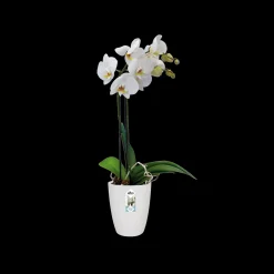 Rond orchidee 12,5cm
