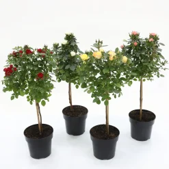 Roos mini-stam in soorten p19