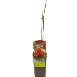 Rubus idaeus malling promise