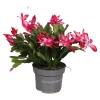 Schlumbergera rood ( Lidcactus )