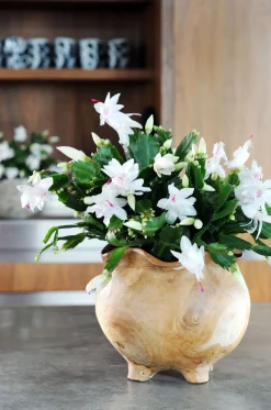 Schlumbergera wit