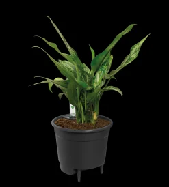 SELF-WATERING INSERT 21CM LIVING BLACK