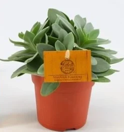 Senecio cephalo