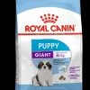 Shn puppy giant 3.5kg