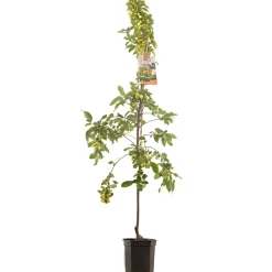 Sierappel malus professor sprenger laagstam