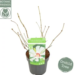 Sinocalycanthus chinensis Venus