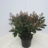 Skimmia japonica Rubella