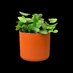 SOFT ROND 16CM BRIQUE